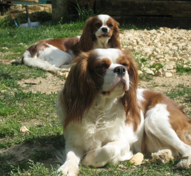 Publication : Des fripouilles du moulin