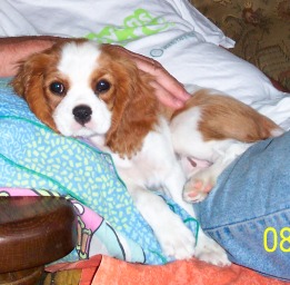 Publication : Des fripouilles du moulin