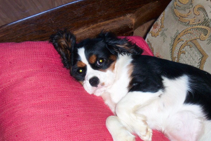 Publication : Des fripouilles du moulin