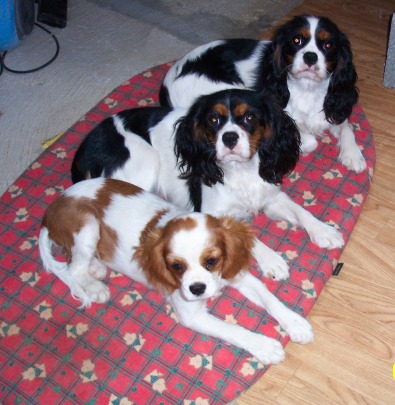 Publication : Des fripouilles du moulin