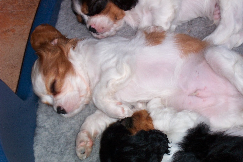 Vésuve dit achille Des fripouilles du moulin