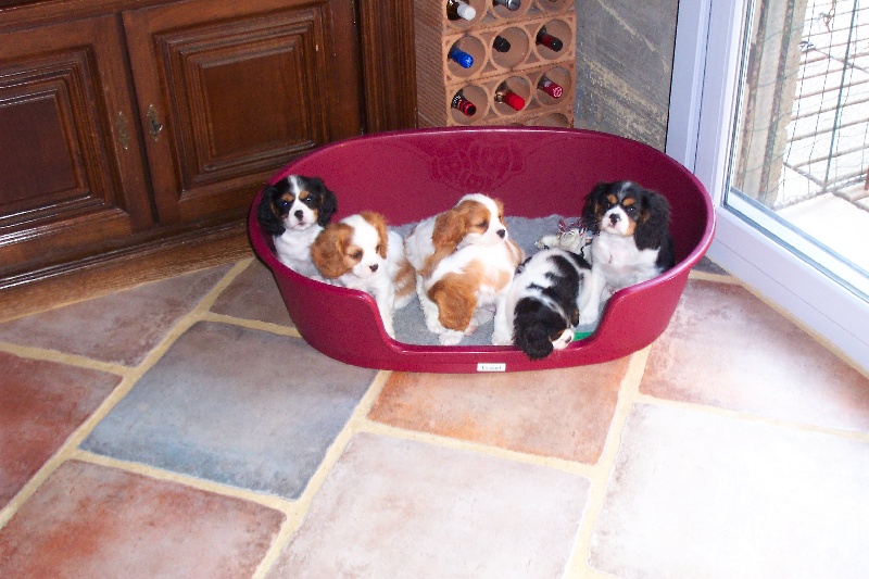 Vésuve dit achille Des fripouilles du moulin