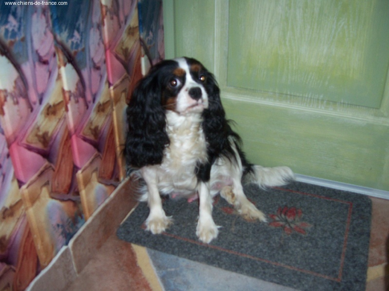 Tosie dite tootsie De la magie d'orient - excellent