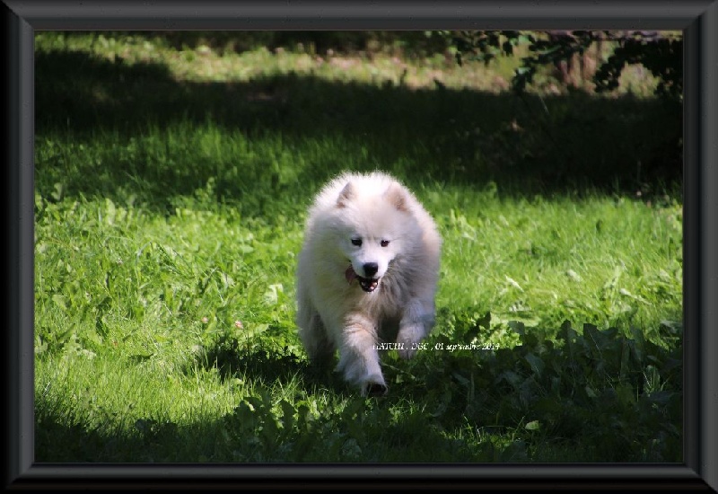 Publication : Des guerriers chippewas