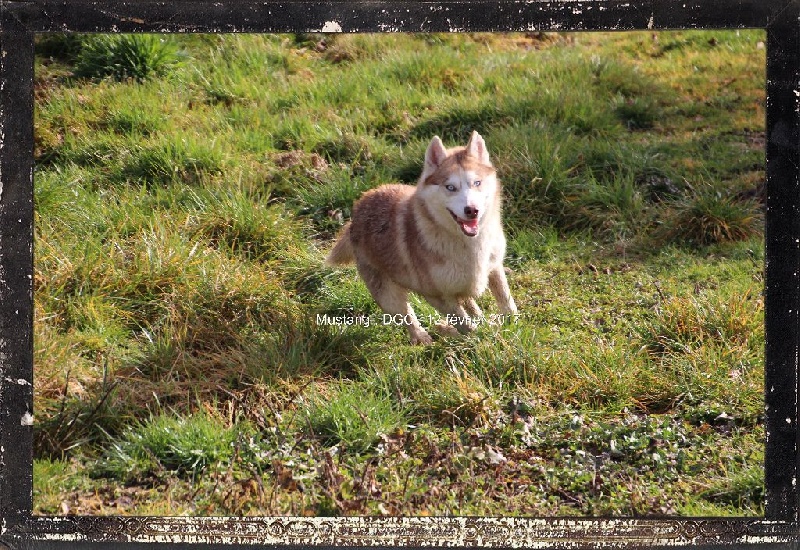 Publication : Des guerriers chippewas