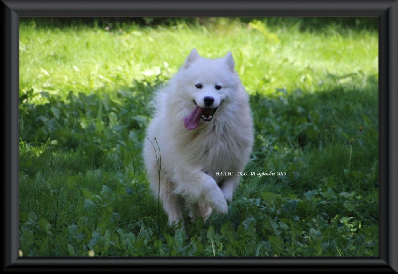 Publication : Des guerriers chippewas