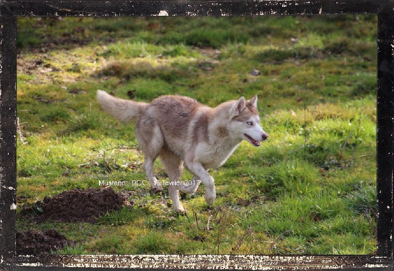 Publication : Des guerriers chippewas