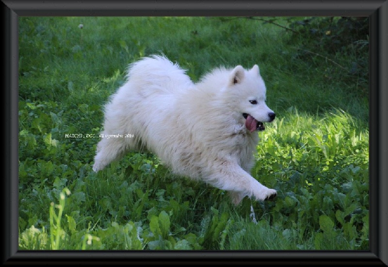 Publication : Des guerriers chippewas