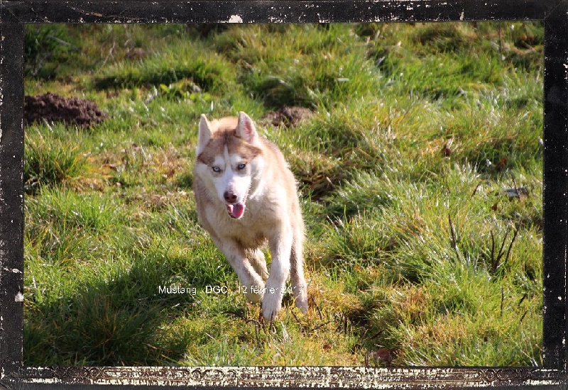 Publication : Des guerriers chippewas