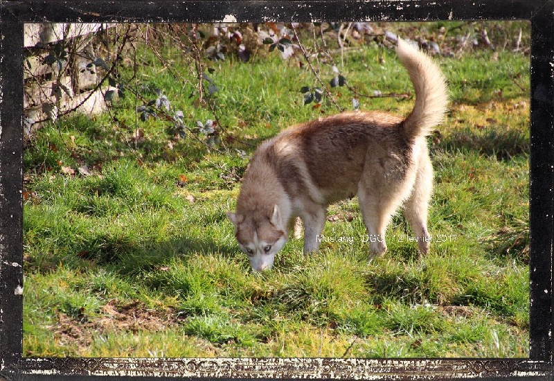 Publication : Des guerriers chippewas