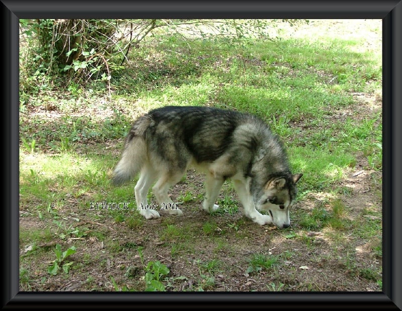 Publication : Des guerriers chippewas