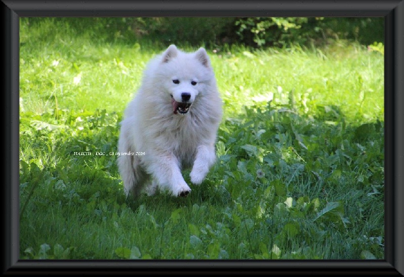 Publication : Des guerriers chippewas