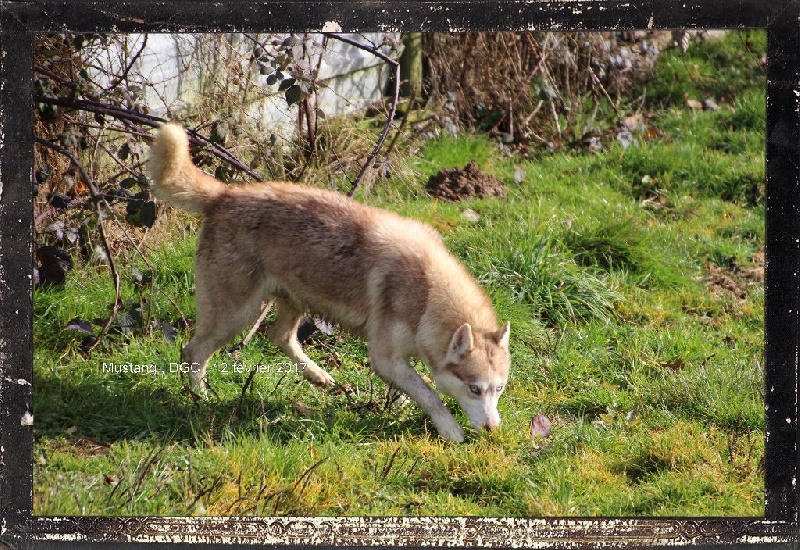 Publication : Des guerriers chippewas