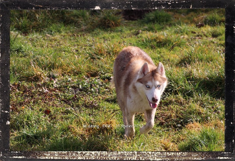 Publication : Des guerriers chippewas