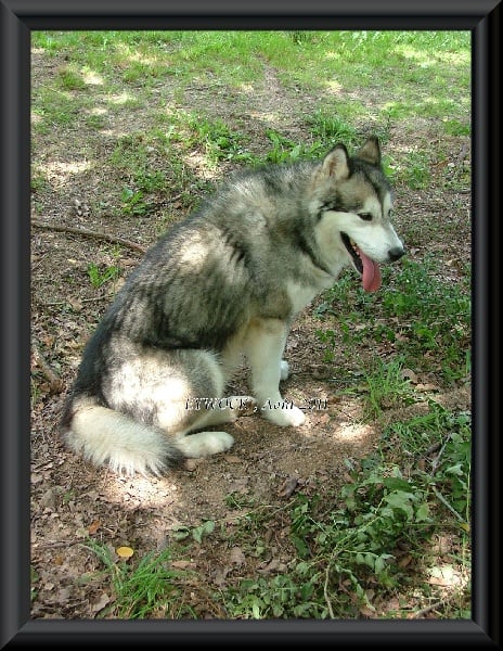 Publication : Des guerriers chippewas