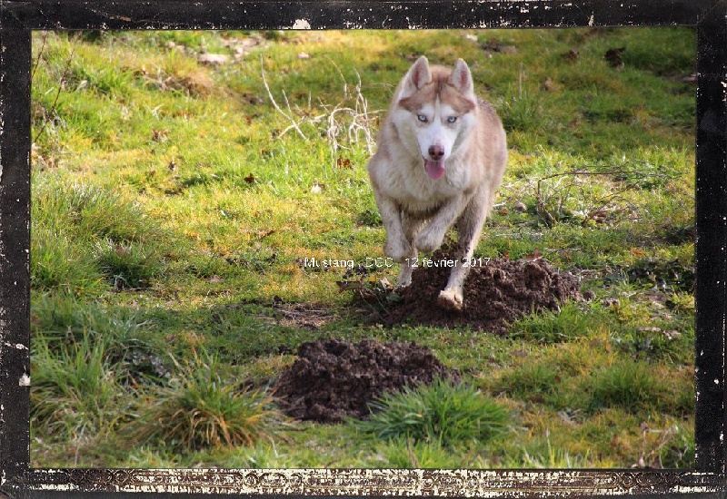 Publication : Des guerriers chippewas