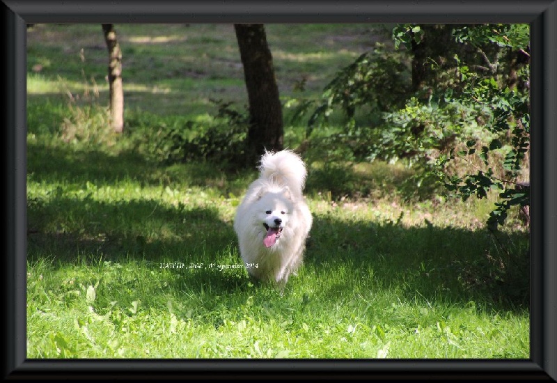 Publication : Des guerriers chippewas