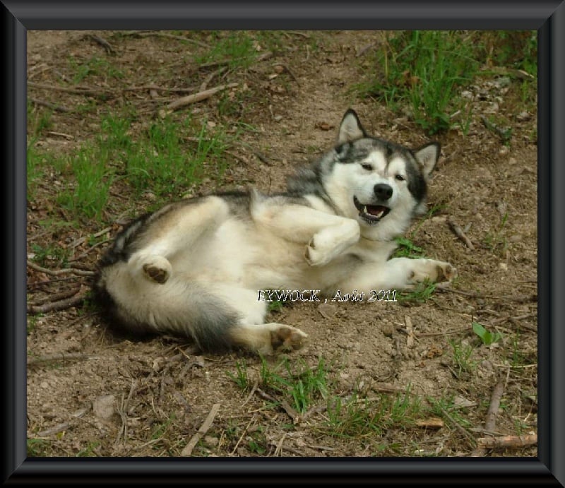 Publication : Des guerriers chippewas