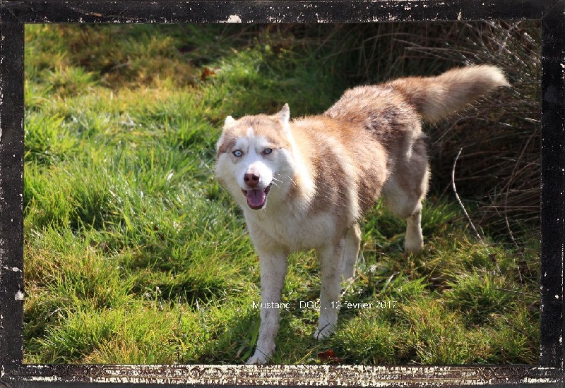 Publication : Des guerriers chippewas