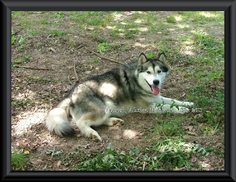 Publication : Des guerriers chippewas