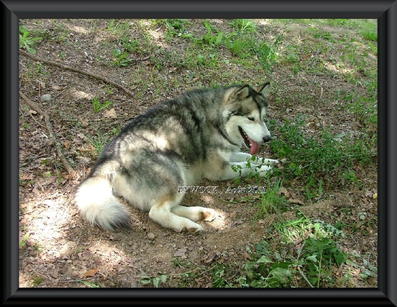 Publication : Des guerriers chippewas