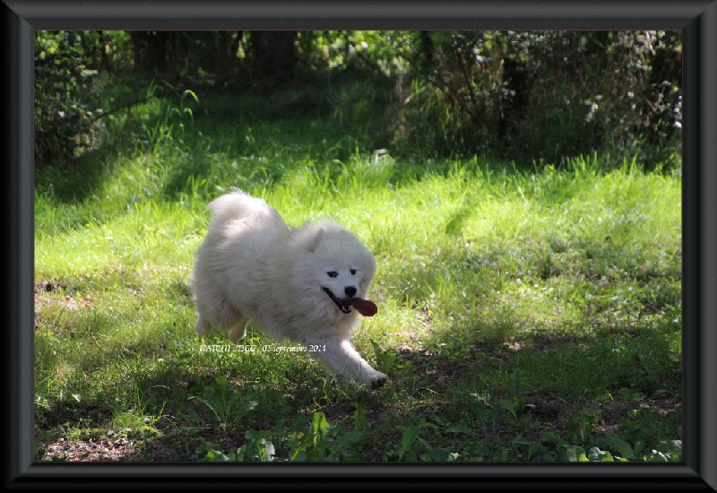 Publication : Des guerriers chippewas