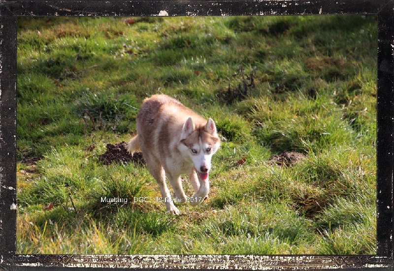 Publication : Des guerriers chippewas