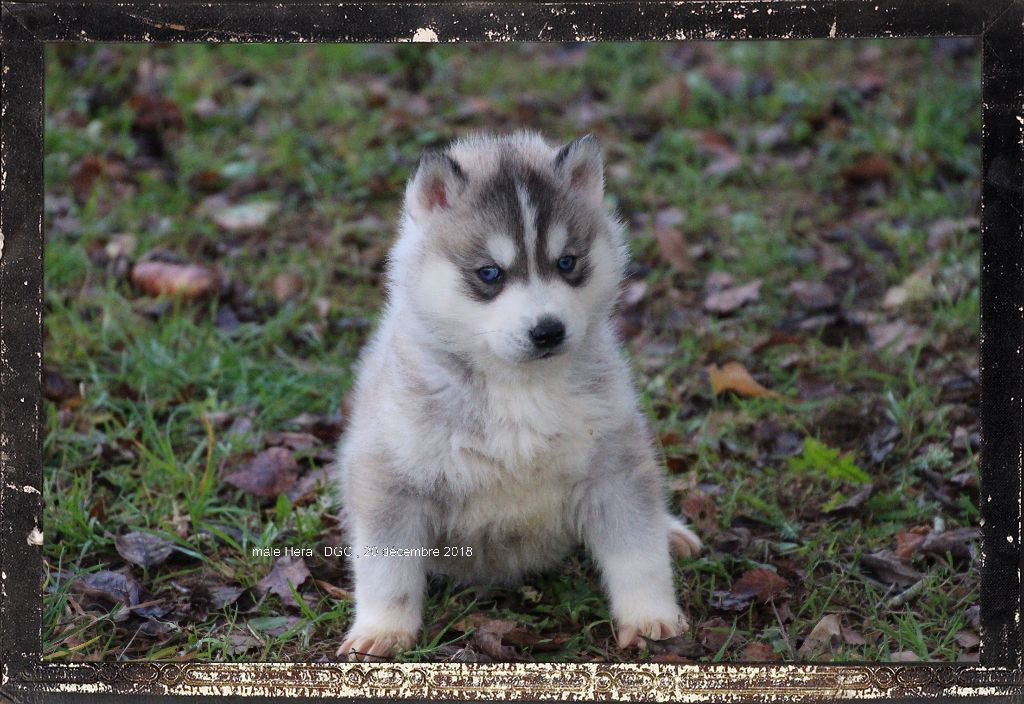 Des guerriers chippewas - Siberian Husky - Portée née le 13/11/2018