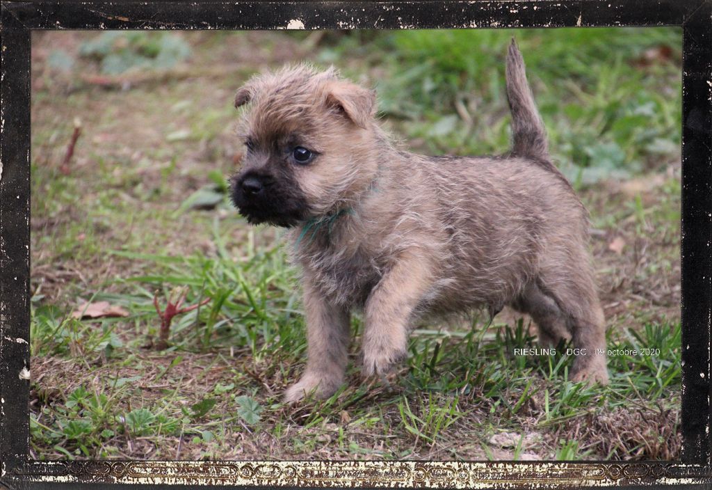 Chiot Cairn Terrier, RIESLING, mâle disponible en Bourgogne-Franche