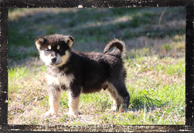 Les chiots de Alaskan Malamute