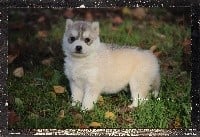 Des guerriers chippewas - Siberian Husky - Portée née le 02/11/2018