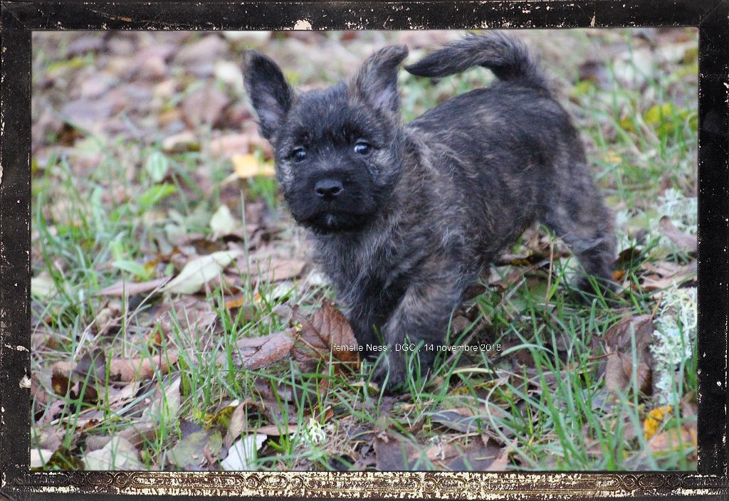 Des guerriers chippewas - Cairn Terrier - Portée née le 23/09/2018