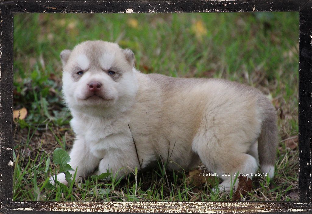 Des guerriers chippewas - Siberian Husky - Portée née le 14/10/2018