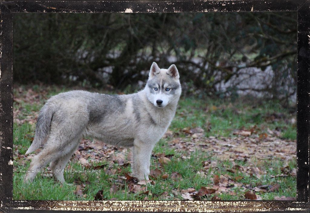 Des guerriers chippewas - Siberian Husky - Portée née le 28/08/2018