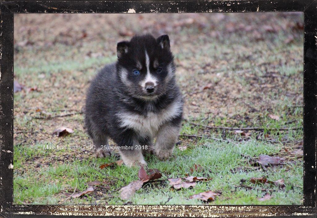 Des guerriers chippewas - Siberian Husky - Portée née le 20/10/2018