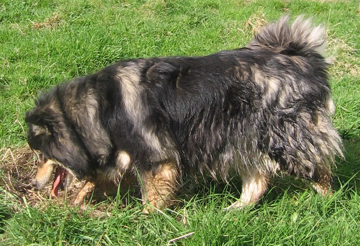 Publication : Des royaumes du grand nord Auteur : Stéphanie Dubois