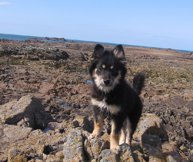 Publication : Des royaumes du grand nord