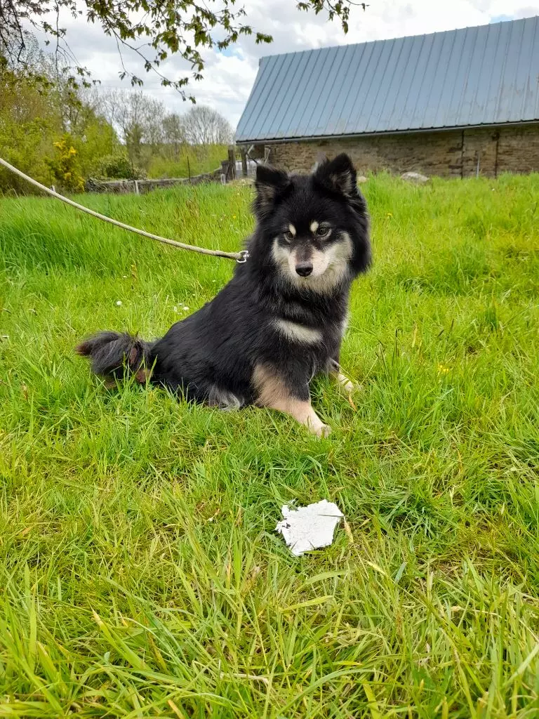 Publication : Des royaumes du grand nord Auteur : royaumes