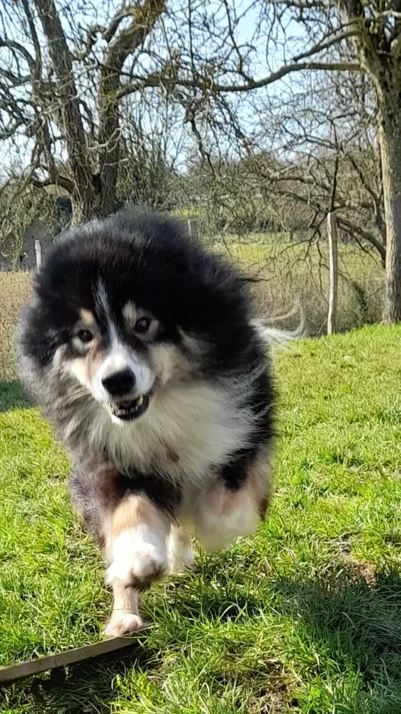 Publication : Des royaumes du grand nord Auteur : royaumes