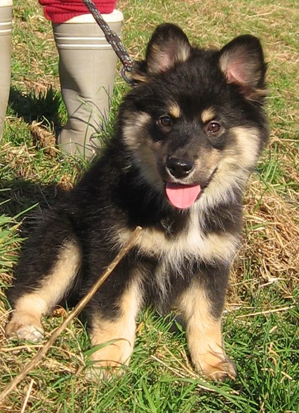 Publication : Des royaumes du grand nord