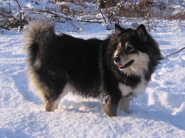 Publication : Des royaumes du grand nord Auteur : Stéphanie Dubois