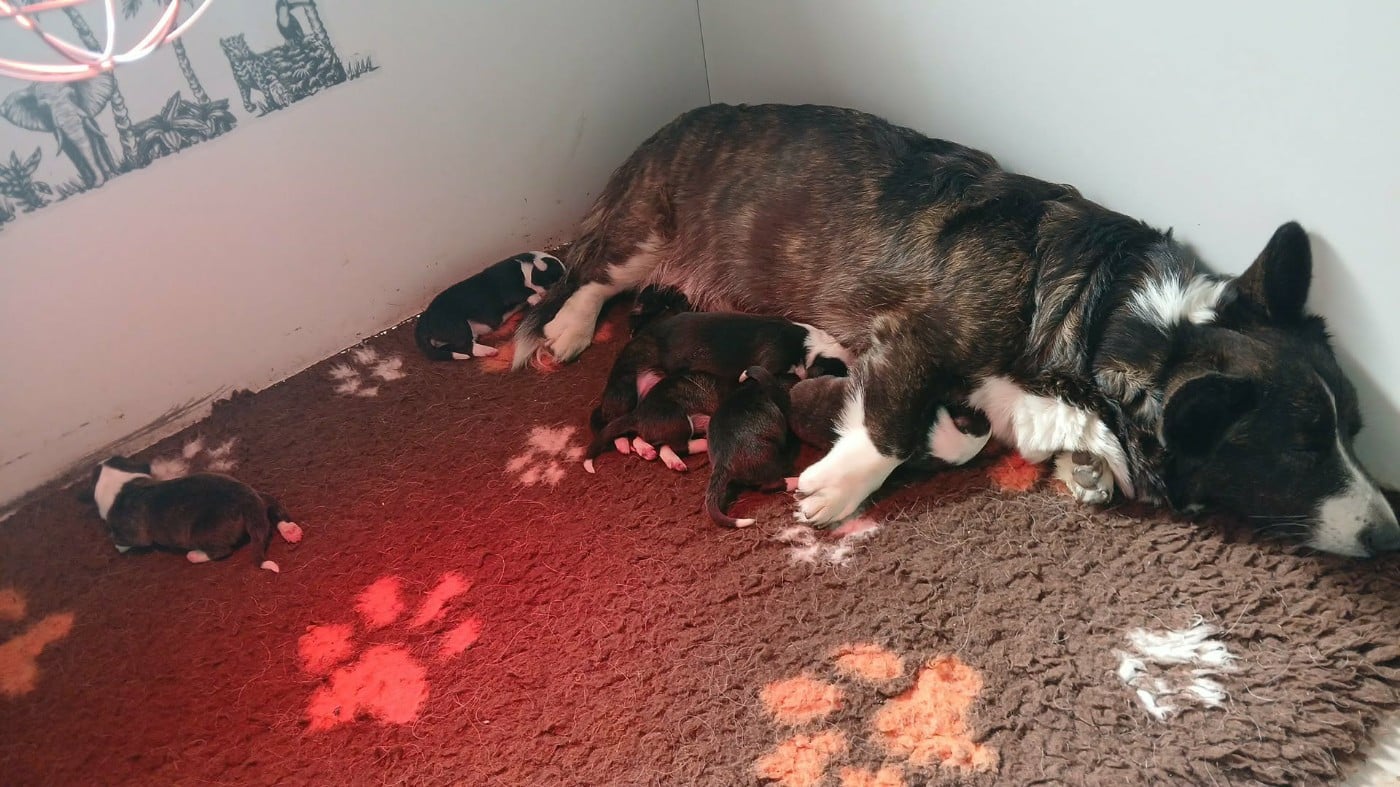 CHIOT 3 - Welsh Corgi Cardigan