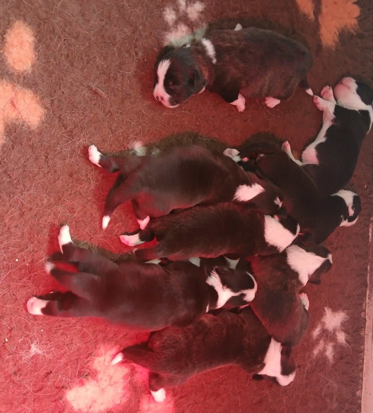 CHIOT 4 - Welsh Corgi Cardigan