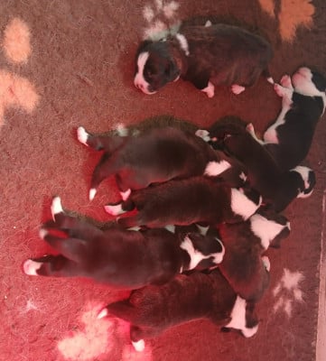 Les chiots de Welsh Corgi Cardigan