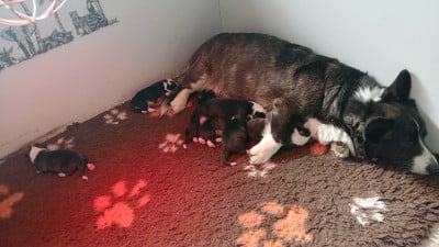Les chiots de Welsh Corgi Cardigan