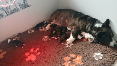 Les chiots de Welsh Corgi Cardigan
