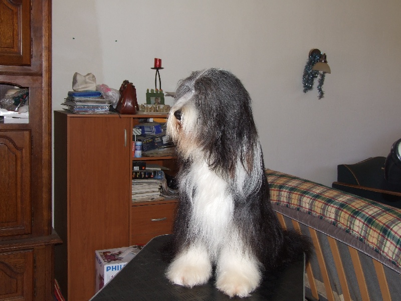 Publication : Los pitchous brensol