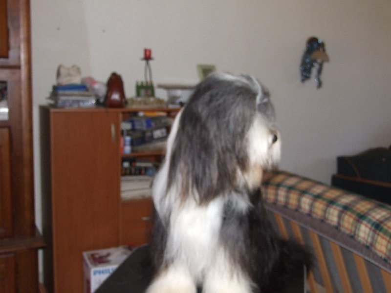 Publication : Los pitchous brensol