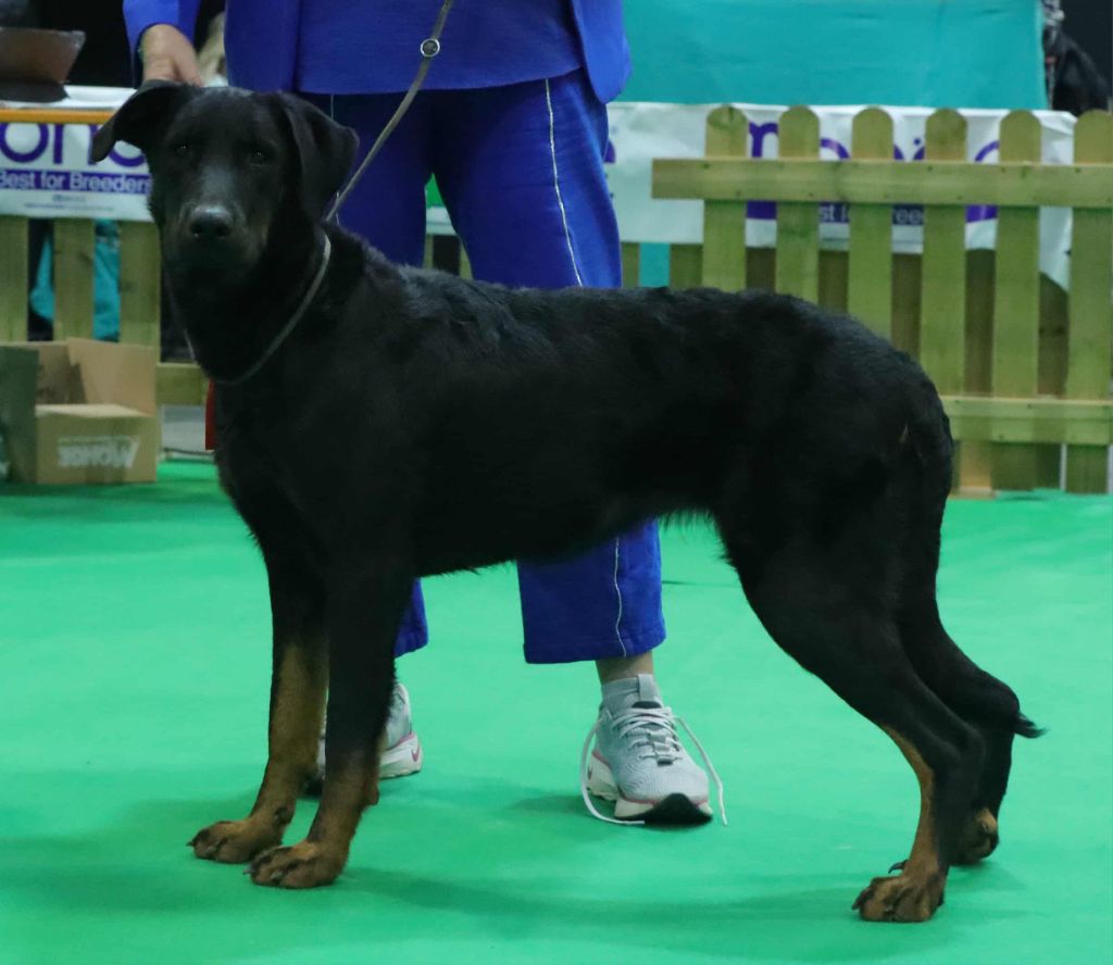 Publication : De sainte petronille Auteur : christine gerbac