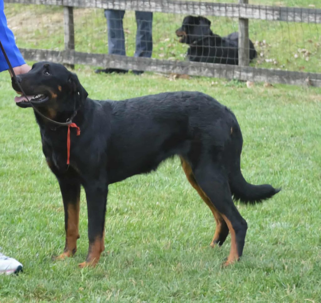 Publication : De sainte petronille Auteur : christine gerbac